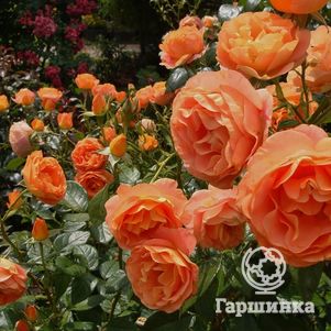 Роза Бенгали флорибунда, Топалович (лиц)