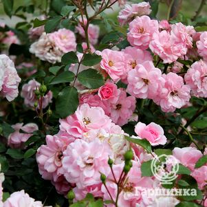 

Роза Боника, Мейян (лиц)