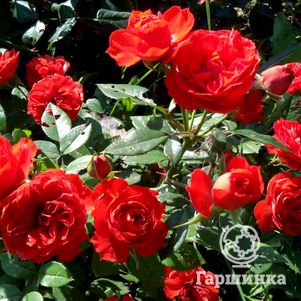 

Роза Бриллиант Мейландина миниатюрная, Top Roses