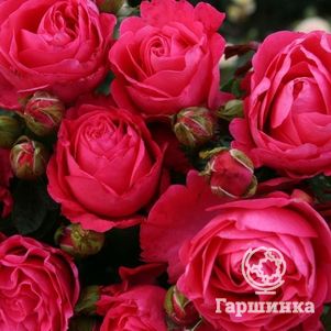 Роза Черри Леди чайно-гибридная, Топалович (лиц)