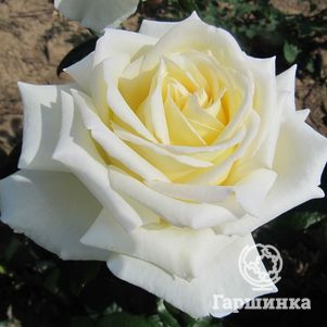 Роза Даймонд Дейз, Харкнесс (лиц)