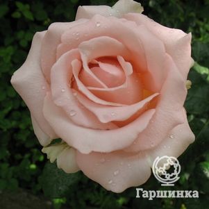Роза Дезире чайно-гибридная, Imperial Rose