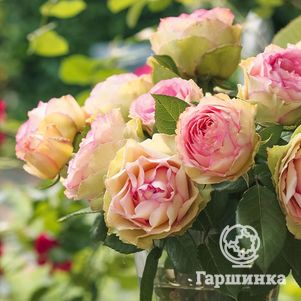 Роза Джалита/Джудит Уильямс, Интерплант (лиц)