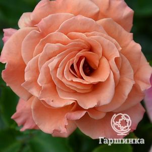 

Роза Энн Хендерсон, Фрайер (лиц)