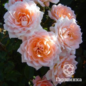 

Роза Флауэ Пауэ, Фрайер (лиц)