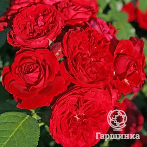 

Роза Роткапчен флорибунда, Кордес (лиц)