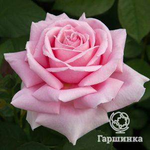 Роза Фредерик Мистраль, Мейян (лиц)