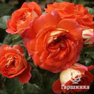 

Роза Гебрюдер Гримм/Джоли Тамбур флорибунда, Кордес (лиц)