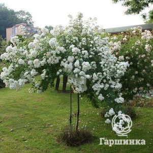 

Роза Гиранде Амур на штамбе 110см