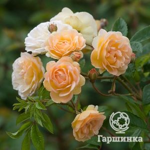 Роза Гислен де Фелигонд, Гийо (лиц)