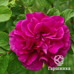 

Роза Ханса ругоза (лиц)