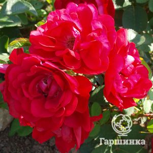 Роза Хансалэнд ругоза (лиц)