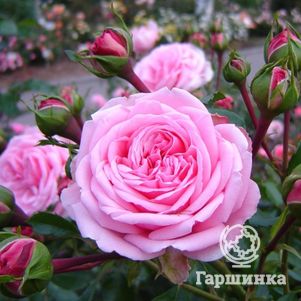 Роза Хоум энд Гарден, Кордес (лиц)