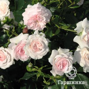 

Роза Лариса, Топалович (лиц)