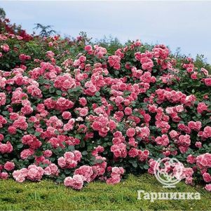 

Роза Ле Катр Сезон, Топалович (лиц)