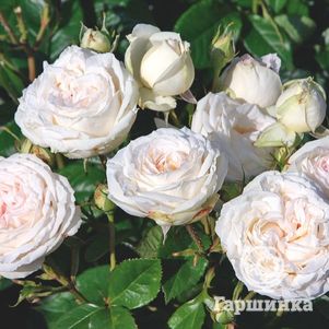 Роза Мадам Анизетт чайно-гибридная, Кордес (лиц)