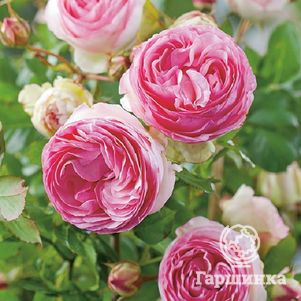 

Роза Мини Эден Роуз, Мейян (лиц)