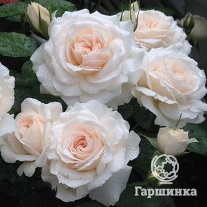 Роза Мисс Диор, Харкнесс (лиц)