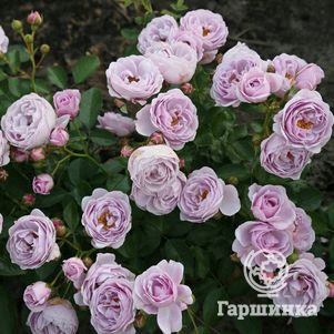 Роза Наутика флорибунда, Кордес (лиц)