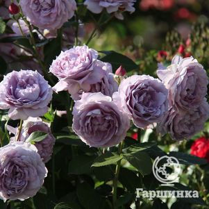 

Роза Новалис, Топалович (лиц)