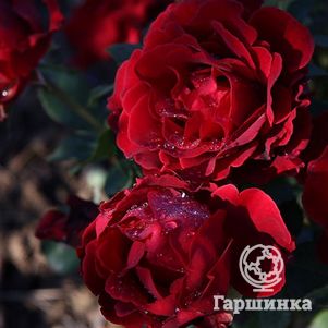 Роза Омаж а Барбара, Дельбар (лиц)