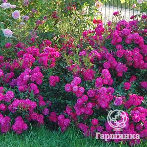 

Роза Перпл Рейн почвопокровная, Кордес (лиц)