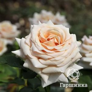 

Роза Поль Рикард чайно-гибридная, Top Roses