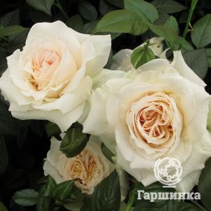 Роза Прайд энд Преджудис, Харкнесс (лиц)