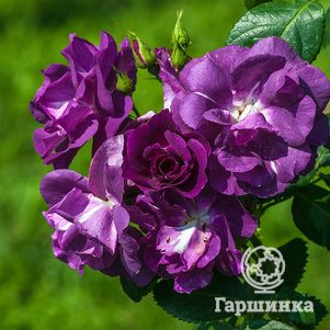 Роза Рапсодия ин Блю, Топалович (лиц)