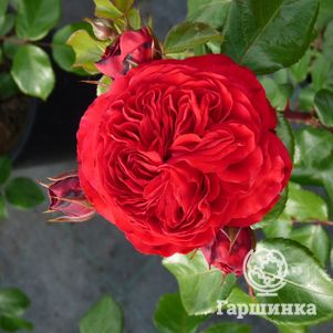 Роза Ред Леонардо да Винчи, Мейян (лиц)