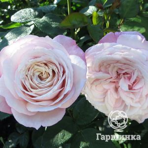 

Роза Розенфасцинатион, Топалович (лиц)