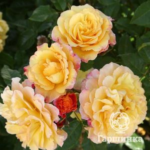 

Роза Ругельда парковая, Кордес (лиц)