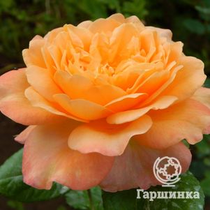 Роза Самаритан, Харкнесс (лиц)