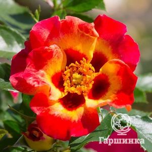 Роза Саншайн Бэбилон Айз, Интерплант (лиц)