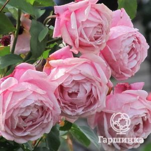 Роза Сэр Эммануэль /Дитер Мюллер, Дельбар (лиц)