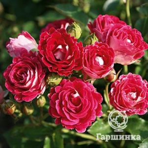 

Роза Шоне Кобленцерин, Топалович (лиц)