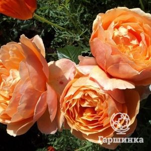 

Роза Ст.Ричард Чичестер/Шерлок Холмс, Харкнесс (лиц)