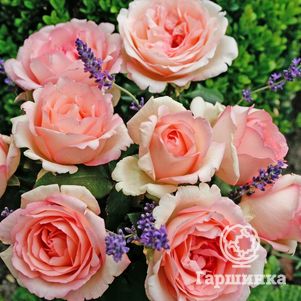 

Роза Сувенир Де Баден-Баден, Кордес (лиц)