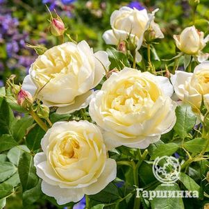 Роза Ванесса Белл, Д.Остин кустарниковая (лиц)