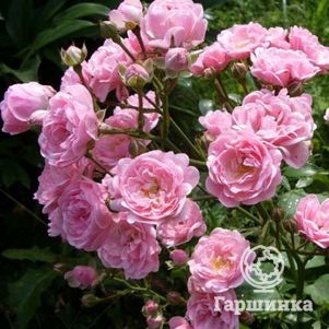 Роза Фейри почвопокровная, Imperial Rose