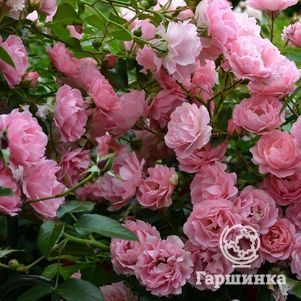 

Роза Зоммервинд почвопокровная, Кордес (лиц)