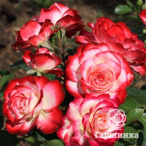 

Роза Жюбиле дю Принс де Монако/Жюбиле де Ст. Петерб, Мейян (лиц)