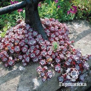 

Очиток (седум) лопатчатолистный Пурпуреум