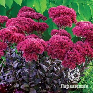 

Очиток (седум) Тандерхед