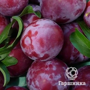 

Слива китайская Обильная