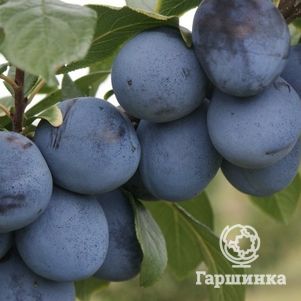 

Слива Топ Хит китайская