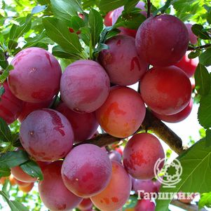 

Слива Нижегородская