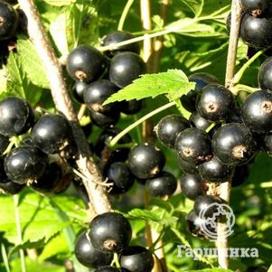 

Смородина Ажурная черная