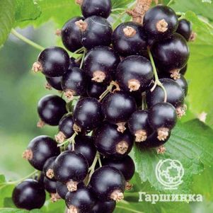 

Смородина Изюмная черная