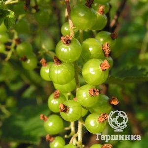 

Смородина зеленая Верти